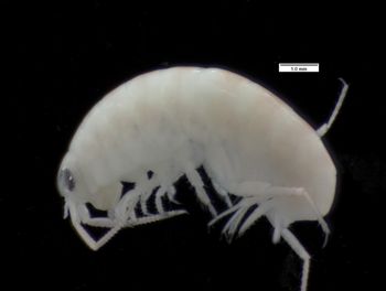Media type: image;   Invertebrate Zoology 136305